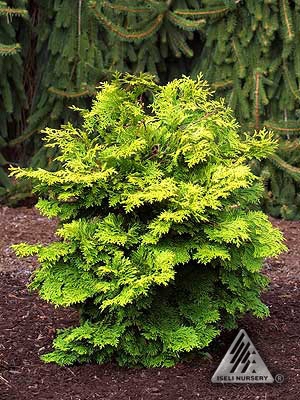 Chamaecyparis obtusa 