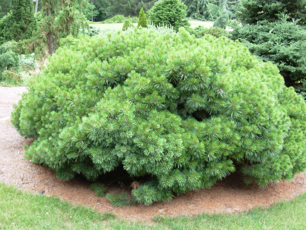 Pinus strobus 