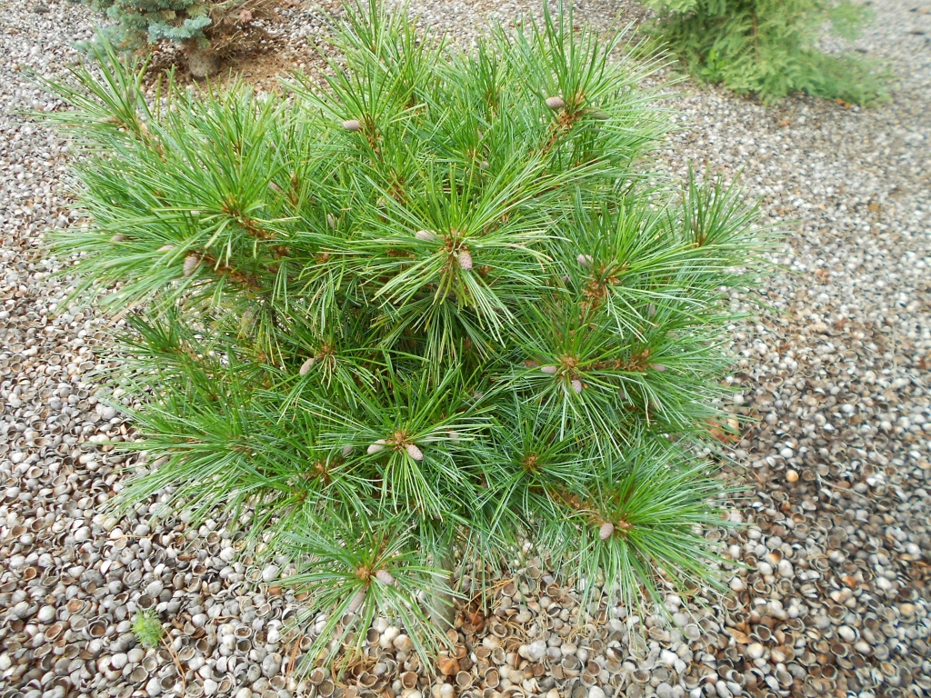 Pinus strobus 