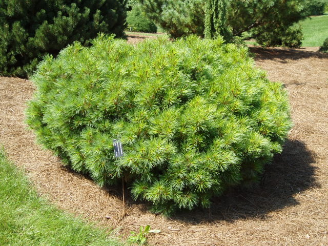 Pinus strobus 