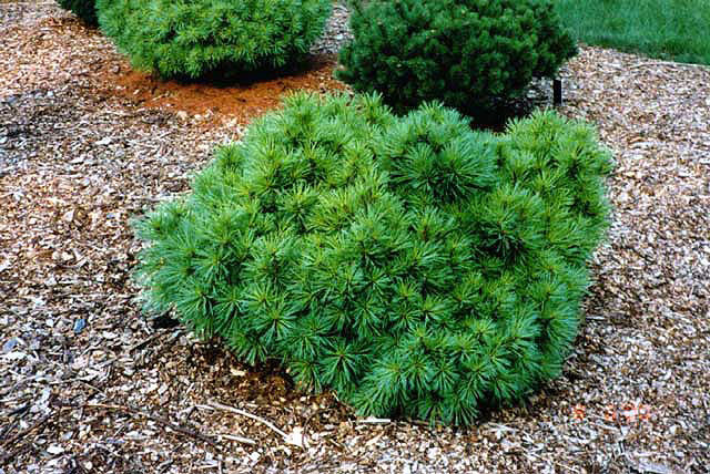 Pinus strobus 