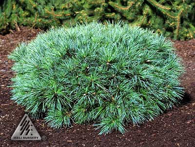 Pinus strobus 