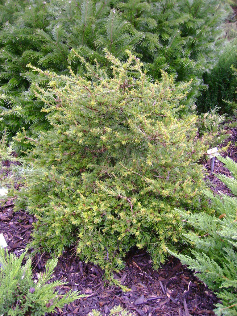Cedrus libani 