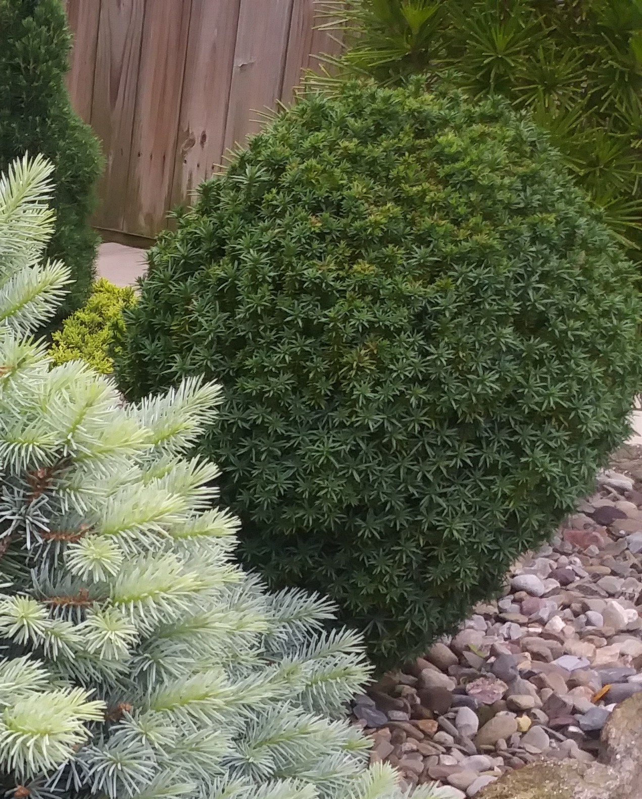 Cryptomeria japonica 