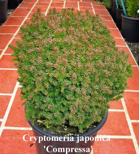 Cryptomeria japonica 