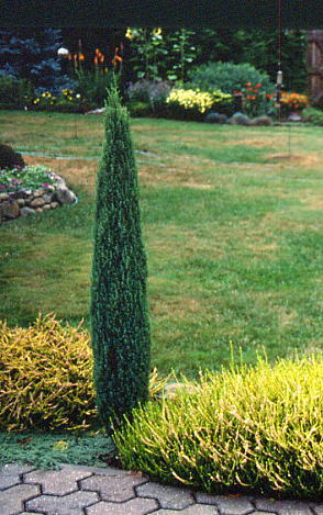 Juniperus communis 