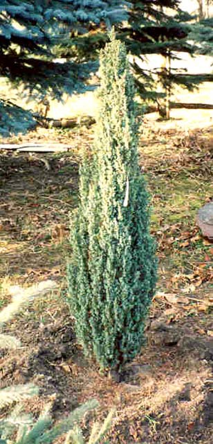 Juniperus communis 
