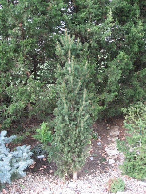 Picea abies 