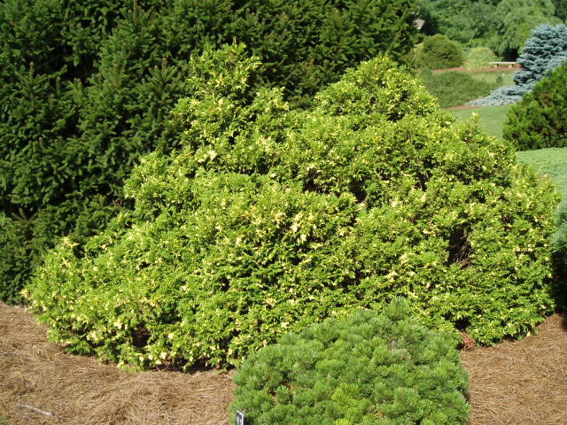 Chamaecyparis pisifera 