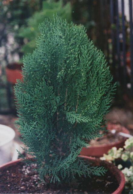 Platycladus orientalis 