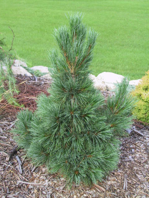 Pinus cembra 