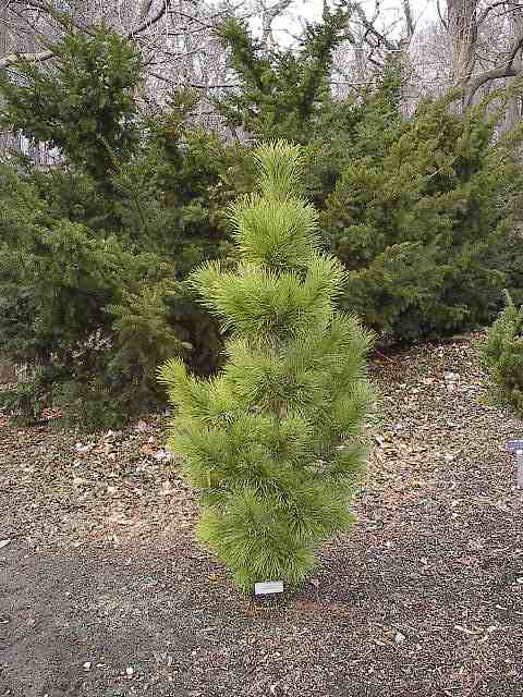 Pinus cembra 