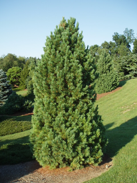 Pinus cembra 