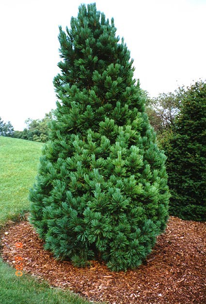 Pinus cembra 