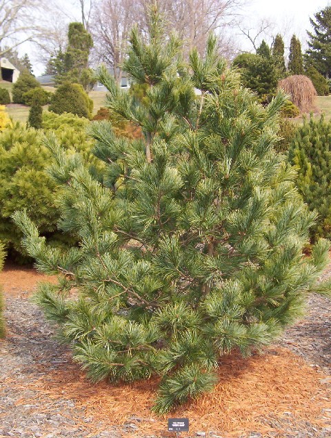 Pinus koraiensis 