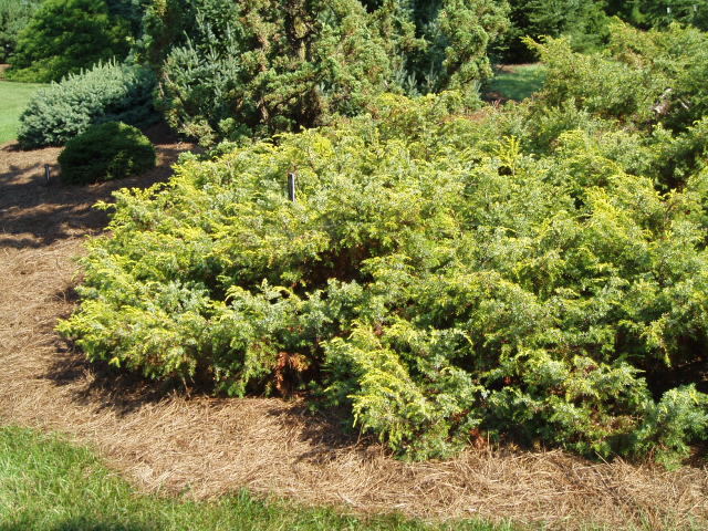 Juniperus communis 