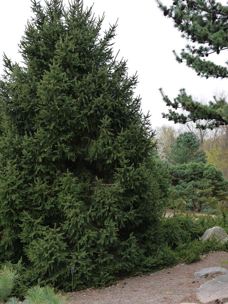 Picea abies 