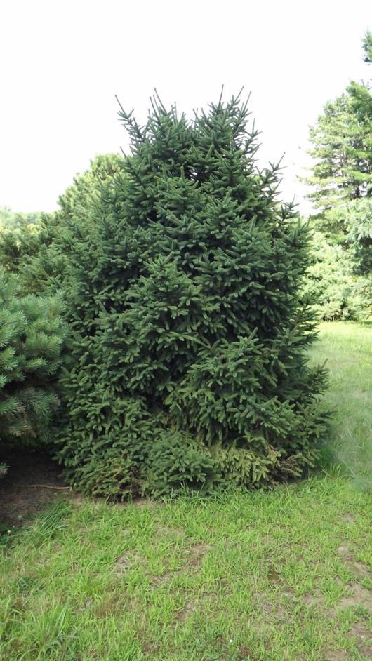 Picea abies 