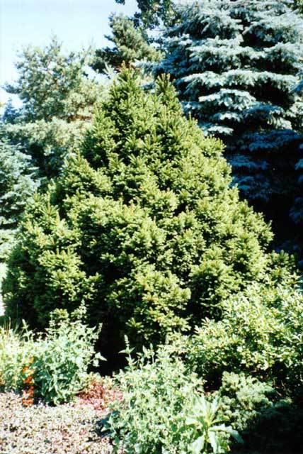 Picea abies 