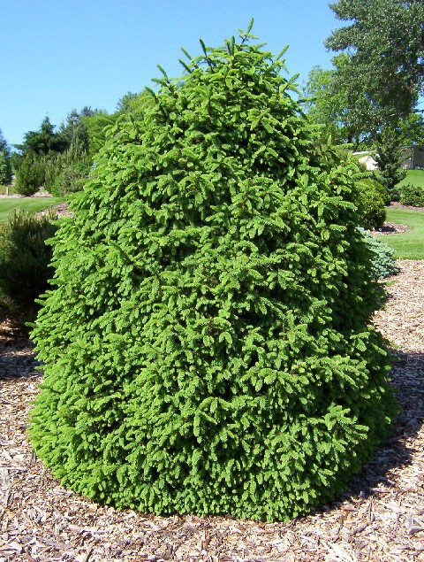 Picea abies 