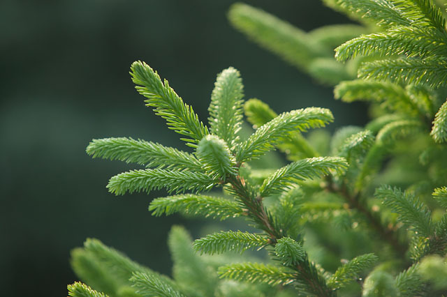 Picea abies 