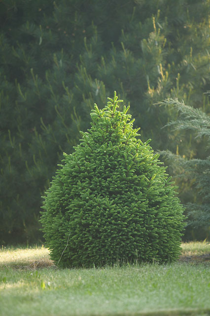 Picea abies 