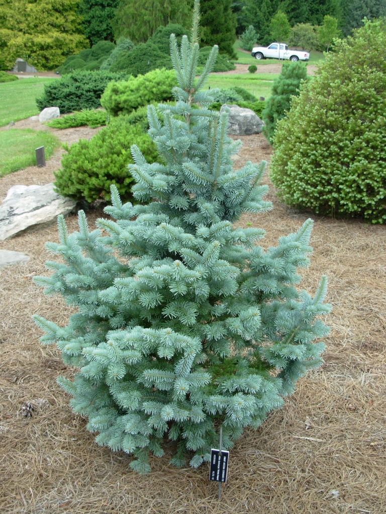 Abies lasiocarpa 