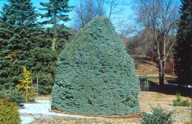 Abies lasiocarpa 