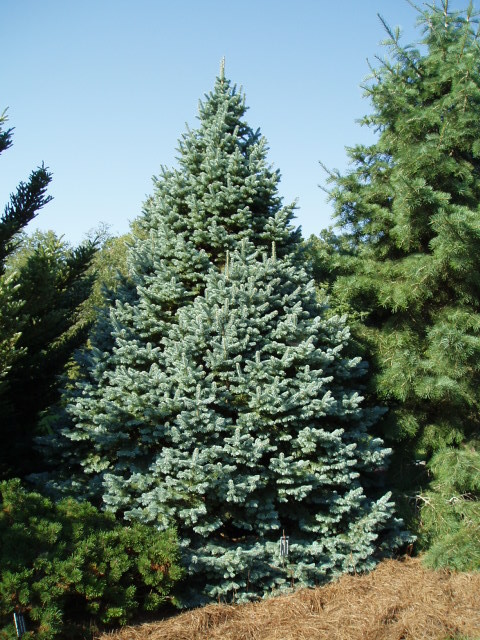 Abies lasiocarpa 