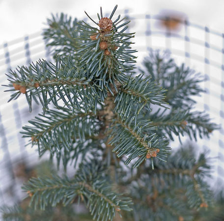 Abies lasiocarpa 