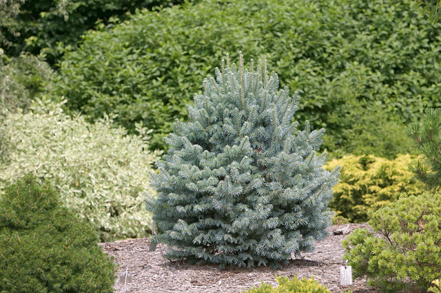 Abies lasiocarpa 