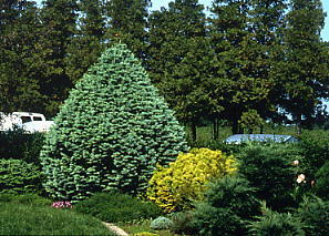 Abies lasiocarpa 