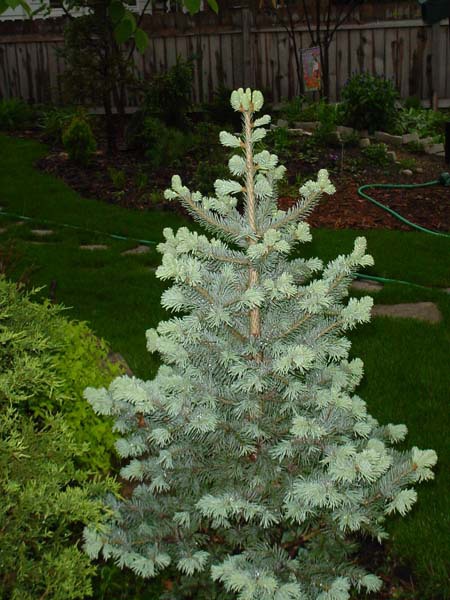 Abies lasiocarpa 