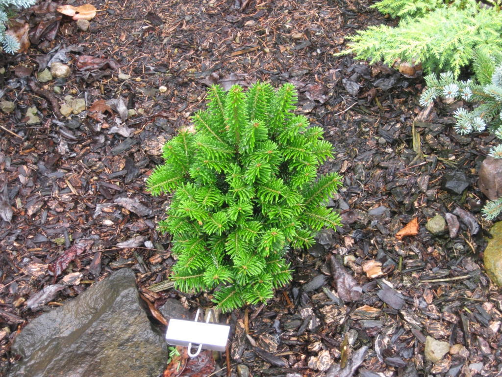 Abies alba 