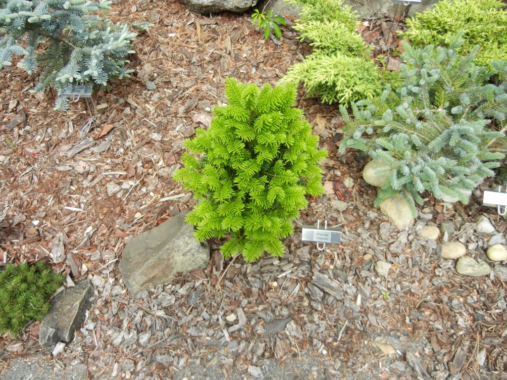Abies alba 