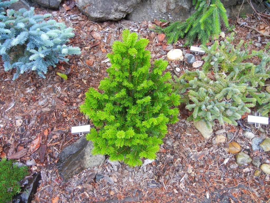 Abies alba 