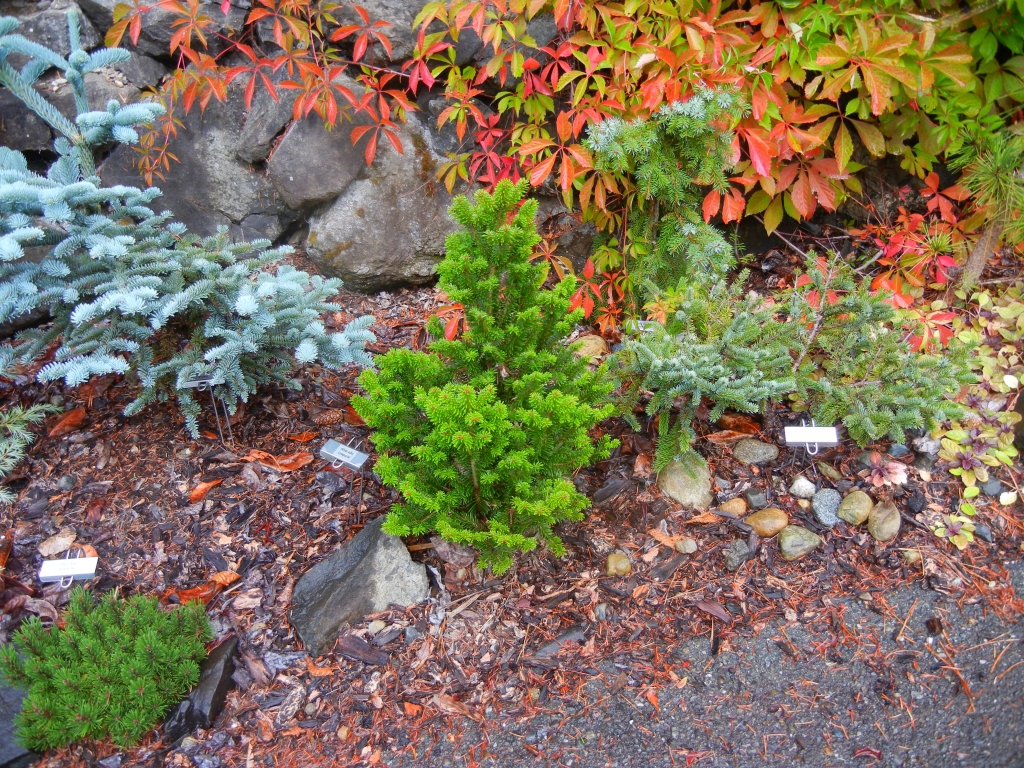 Abies alba 