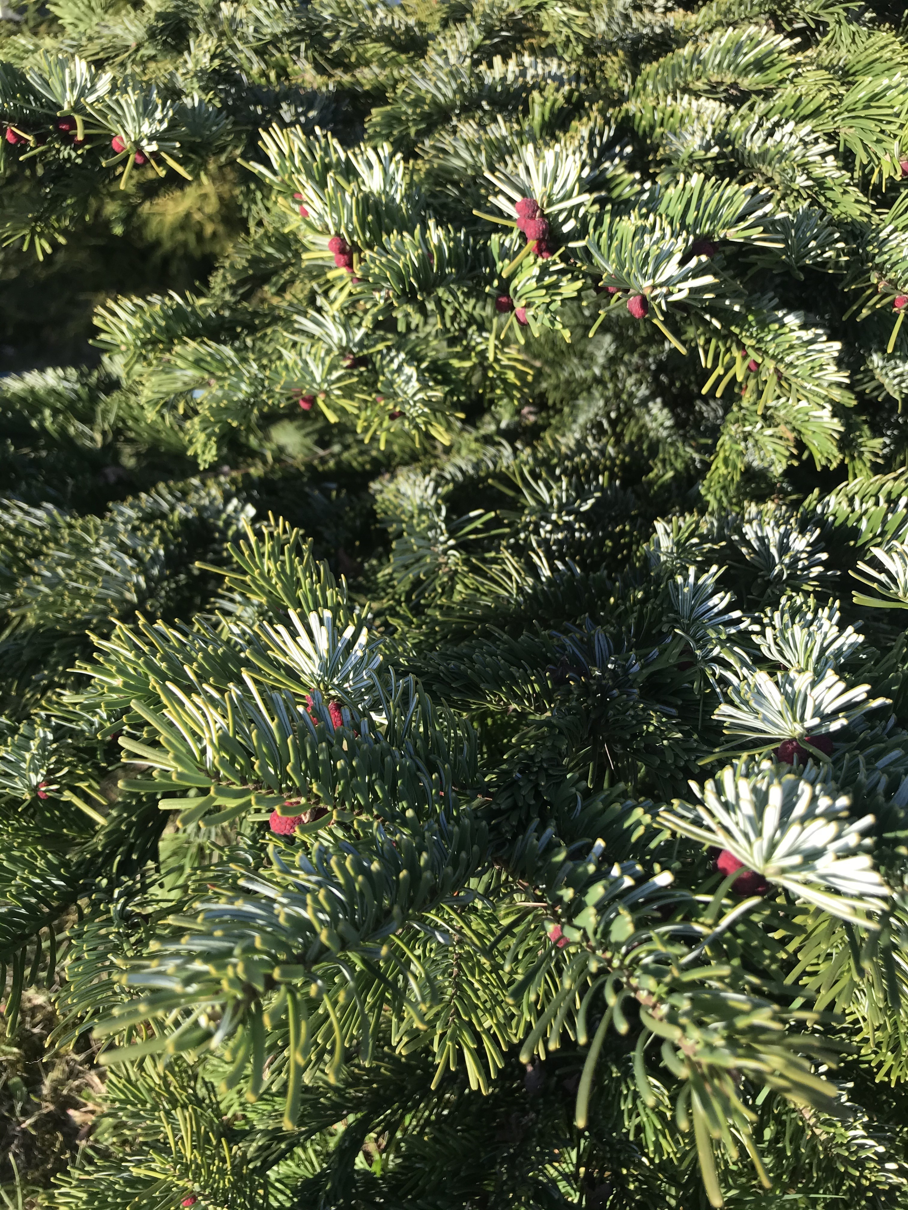 Abies amabilis 