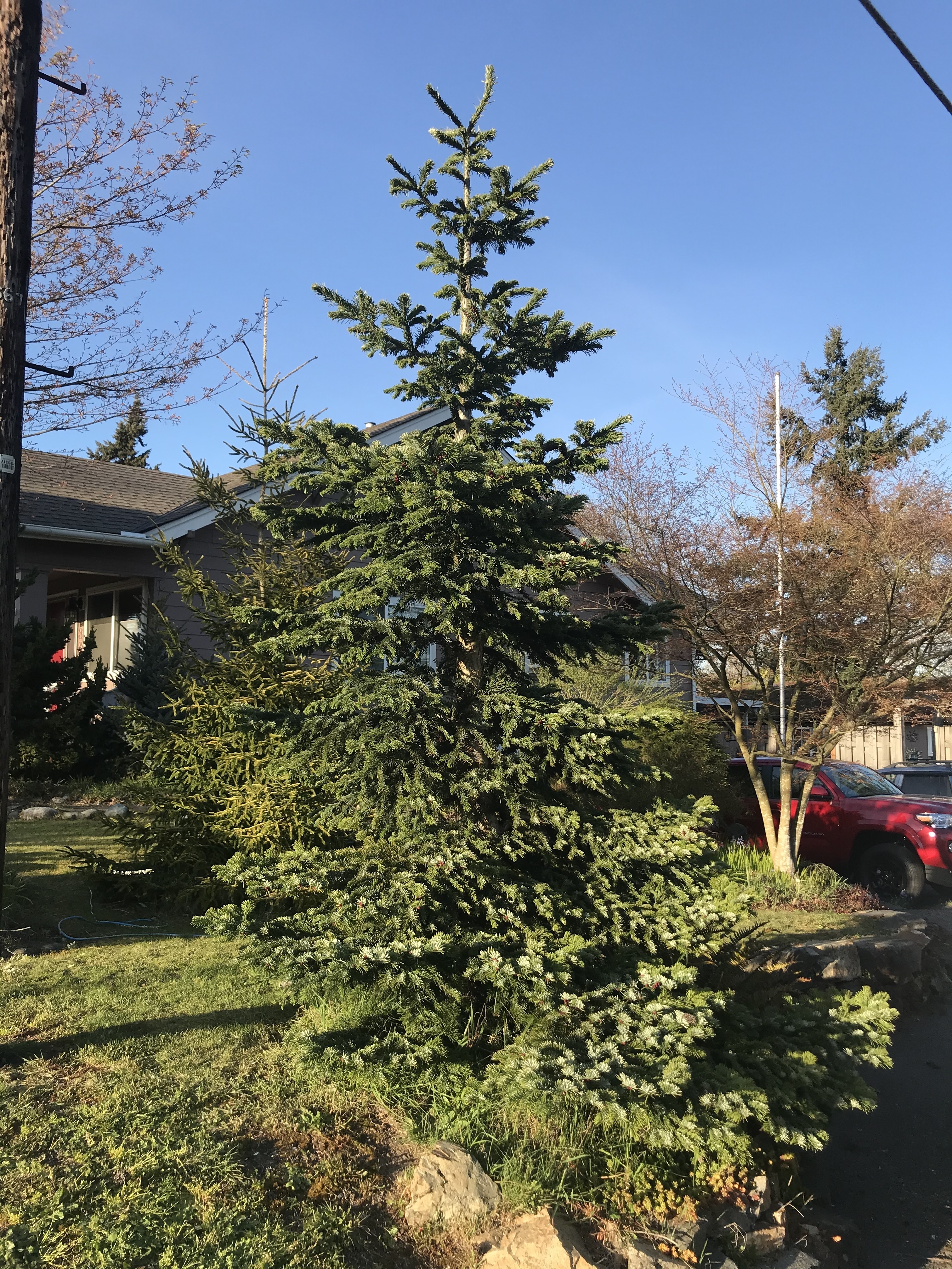 Abies amabilis 
