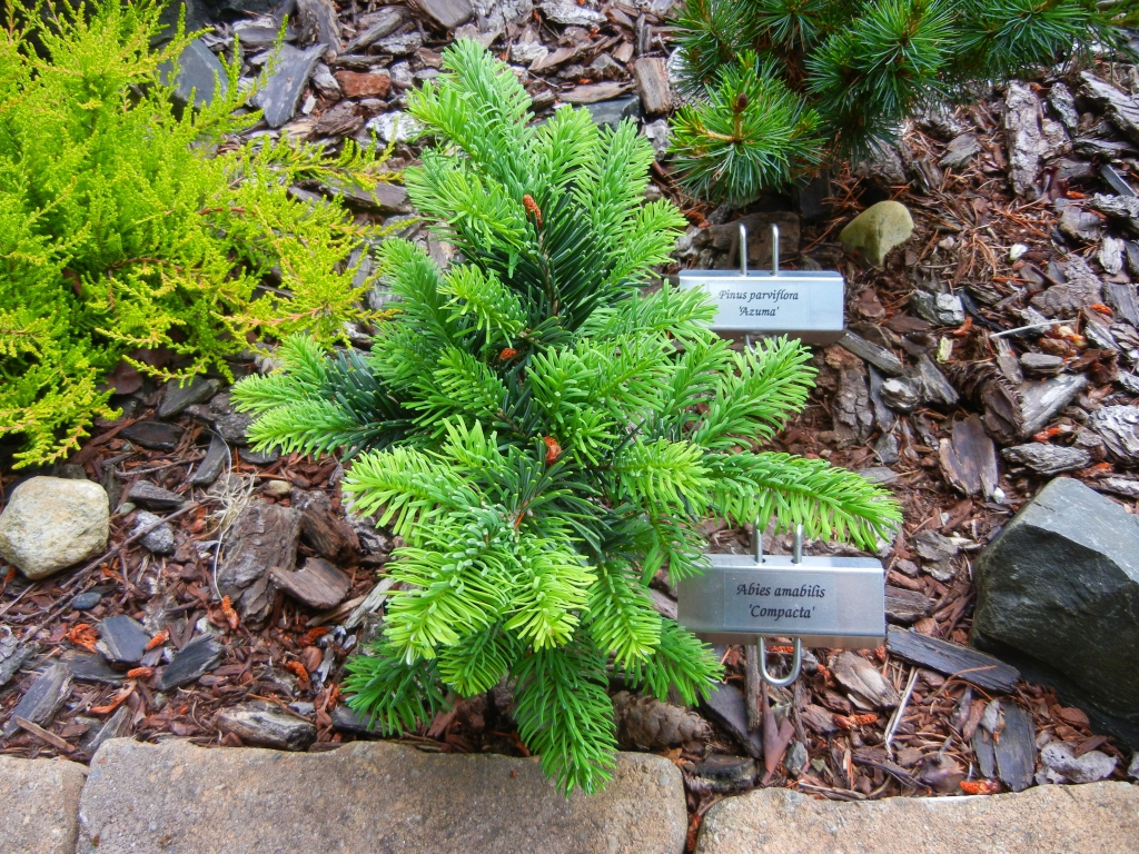 Abies amabilis 