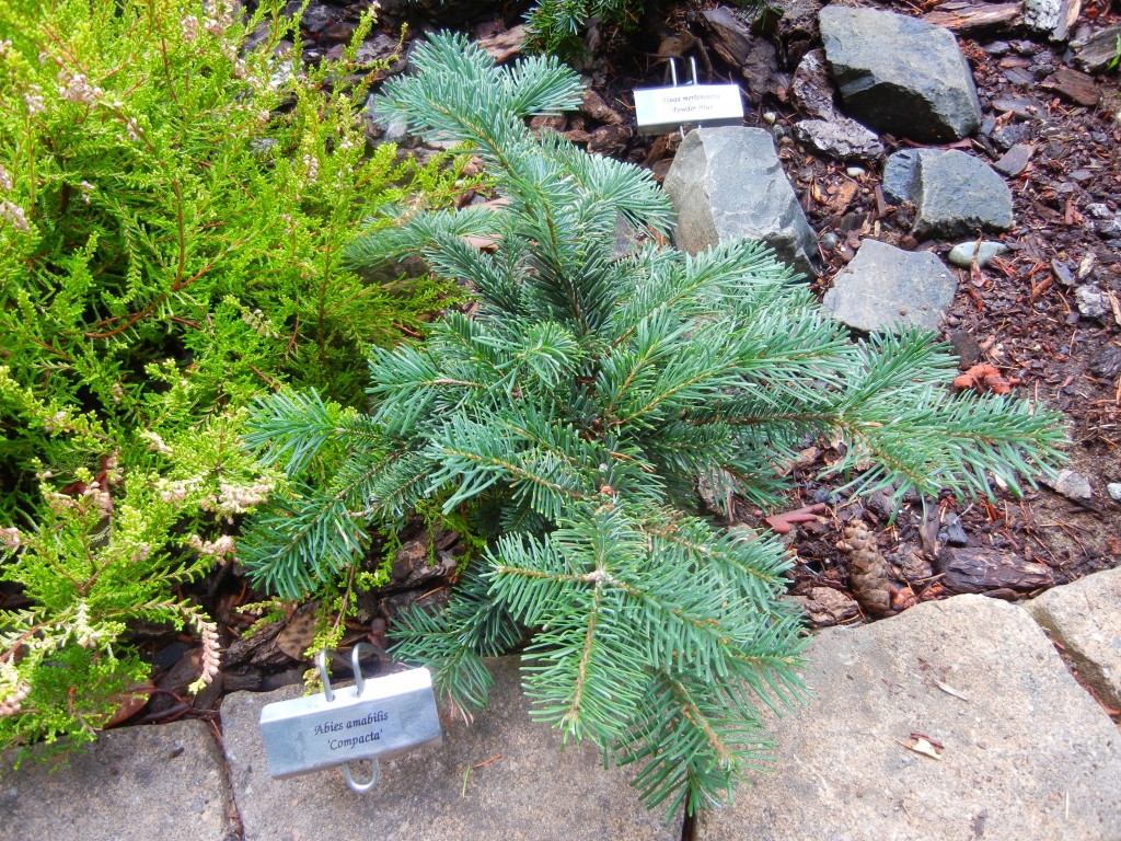 Abies amabilis 