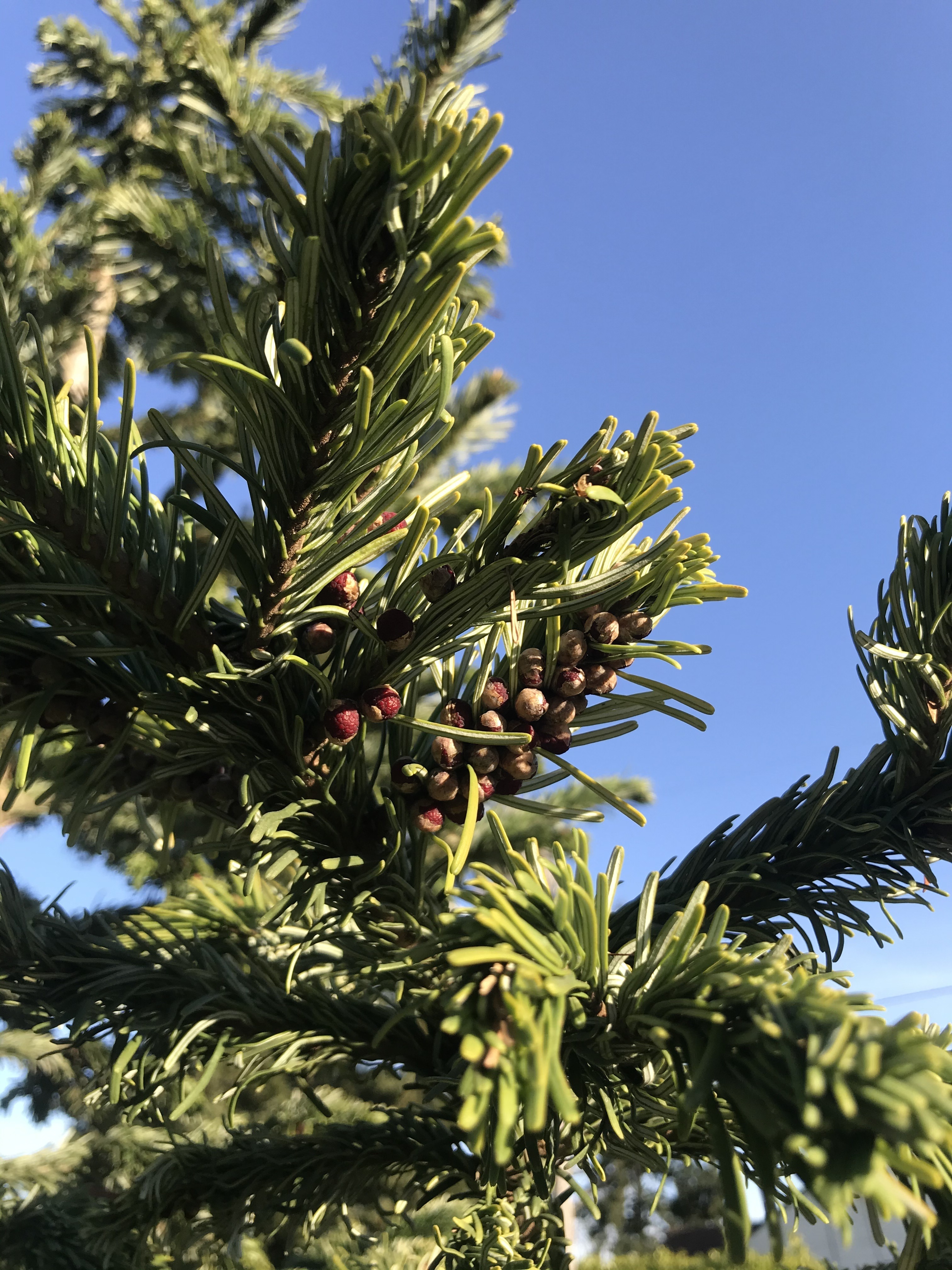 Abies amabilis 