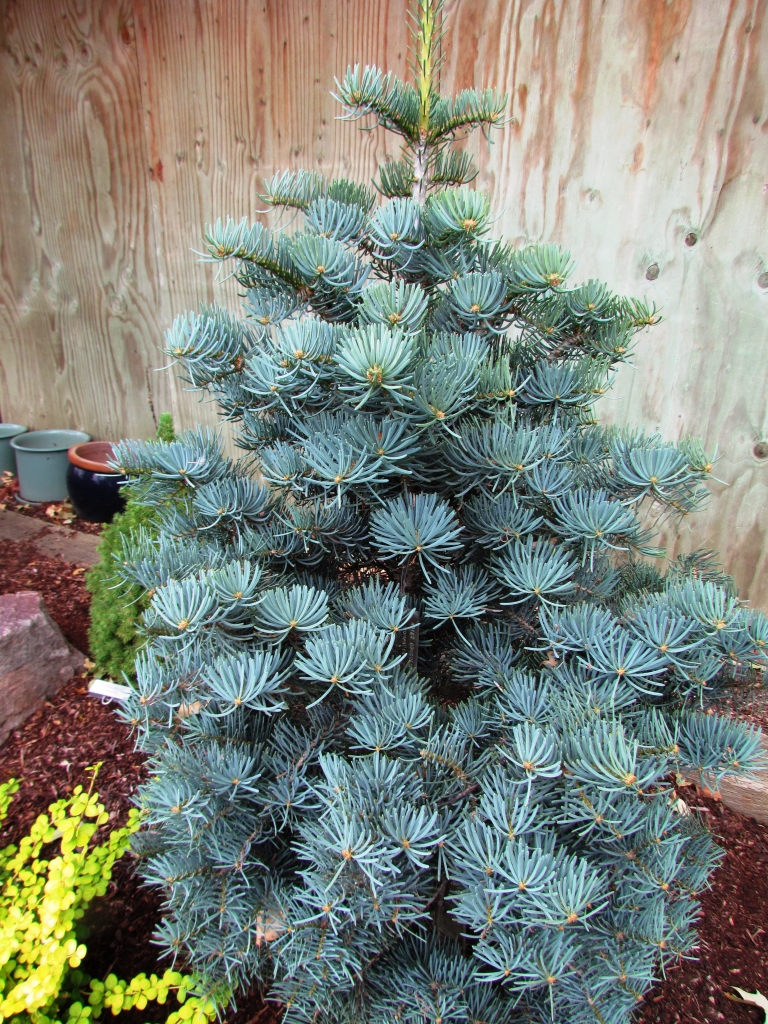 Abies concolor 