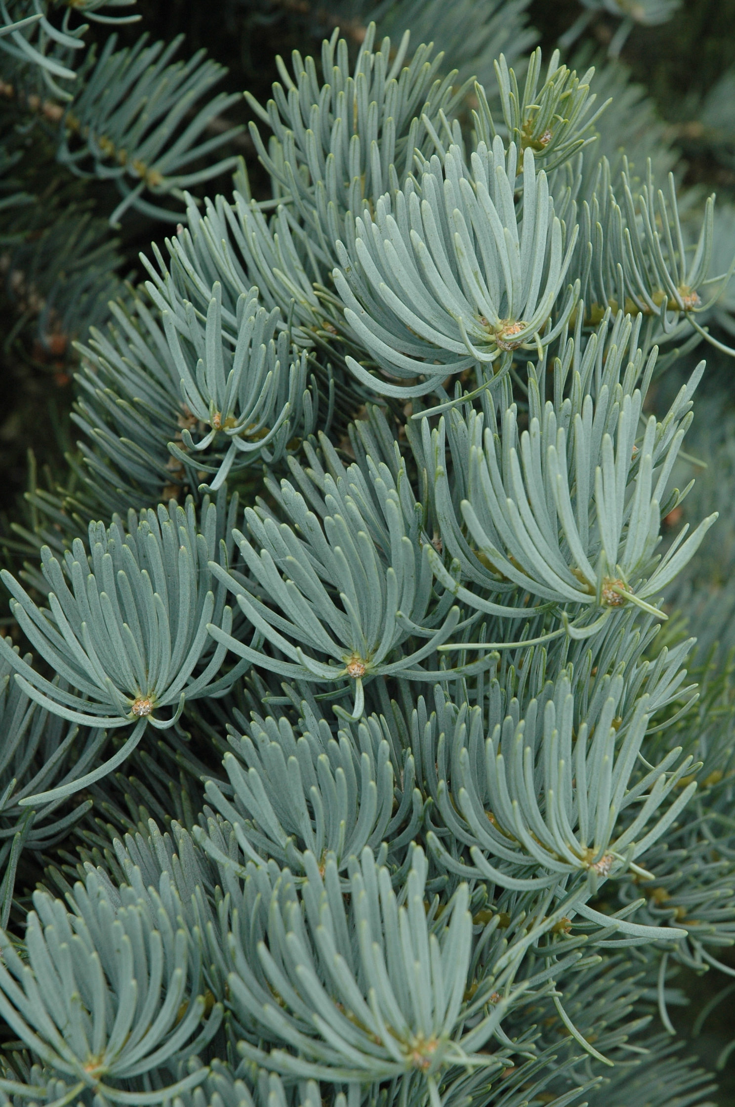 Abies concolor 