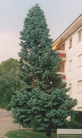 Abies concolor 