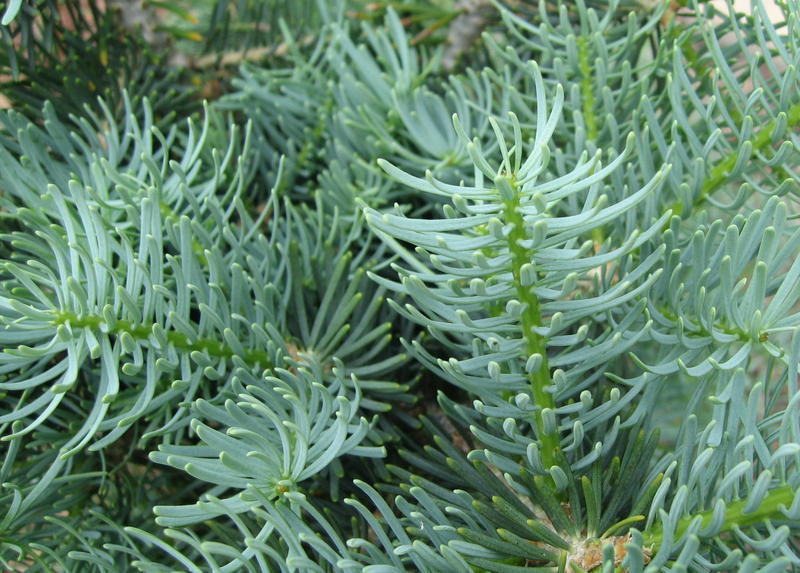 Abies concolor 