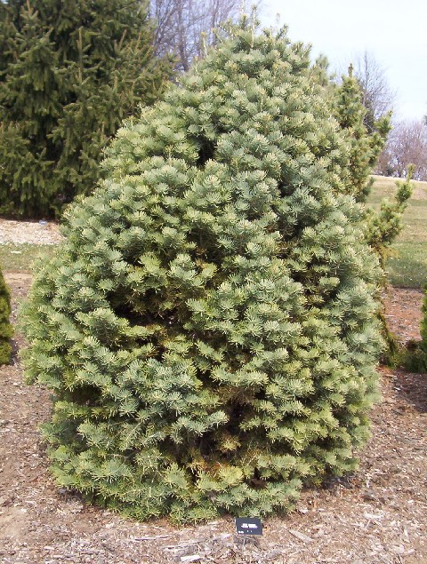 Abies concolor 