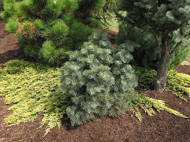 Abies concolor 