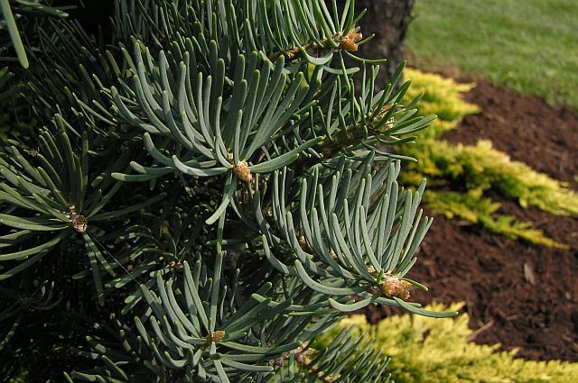Abies concolor 