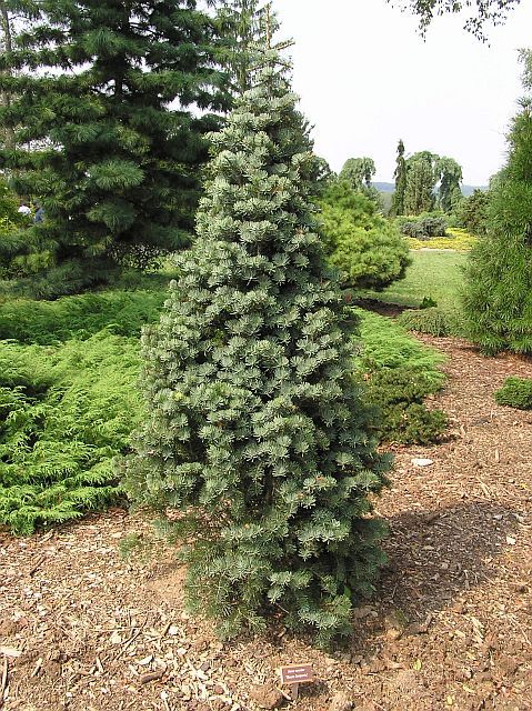 Abies concolor 
